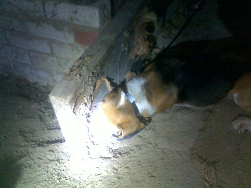 termite dog form work