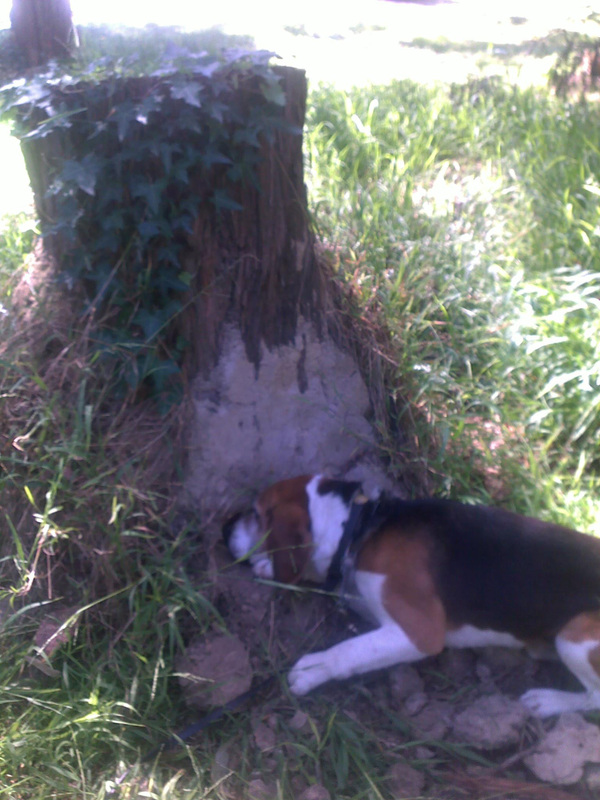 termite dog stump nest