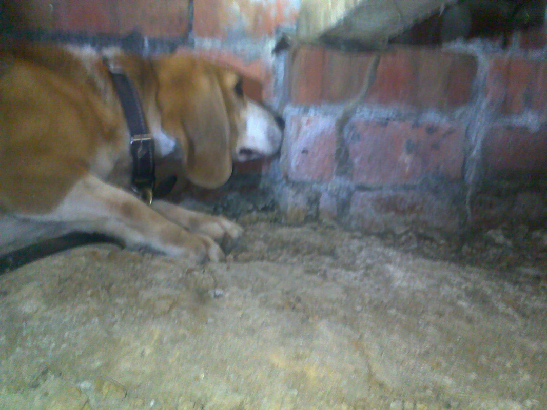 termite dog brick work